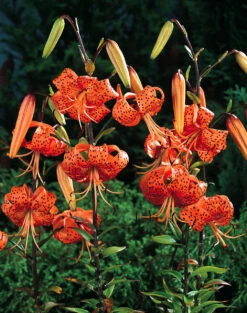 Lilium Tigrinum Splendens -Plant Flower Store Lilium Tigrinum Splendens 14 16cm 0005046 3 90034.1623343619
