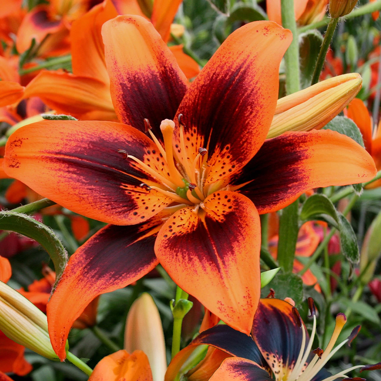 Lilium Twosome 4 Lilium Twosome - Image 2