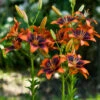 Lilium Twosome 1 Lilium Twosome -Plant Flower Store Lilium Twosome 0014897 3 68470.1690790303