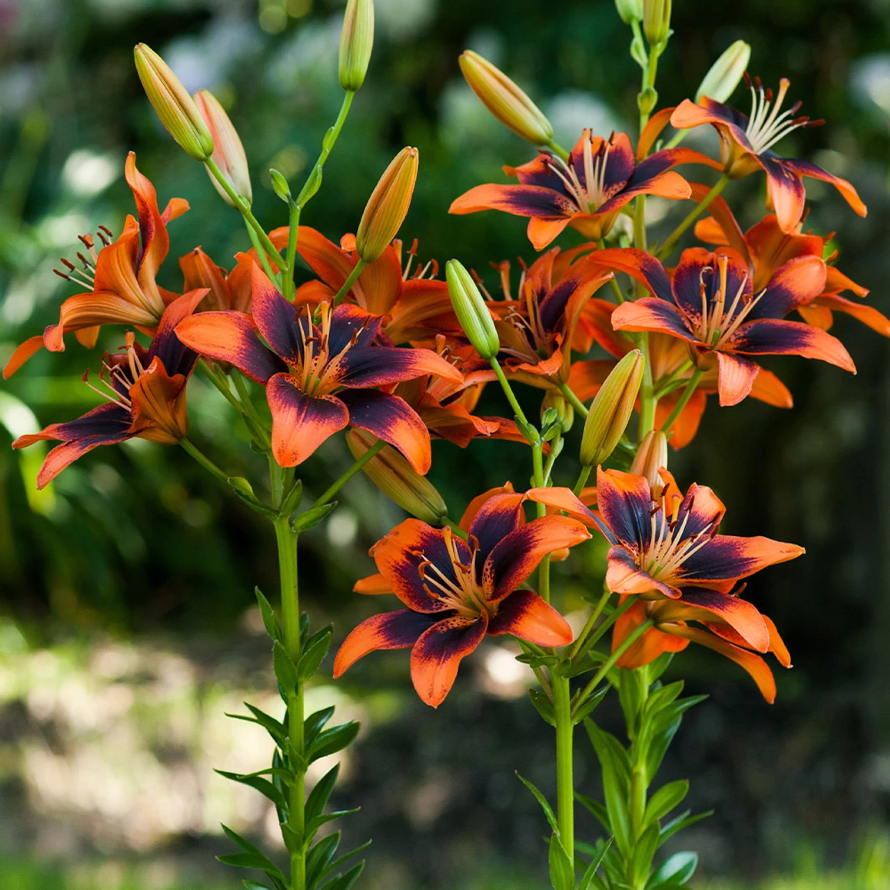 Lilium Twosome 3 Lilium Twosome