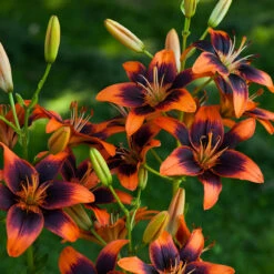 Lilium Twosome 8 Lilium Twosome -Plant Flower Store Lilium Twosome 0014897 97661.1690790303