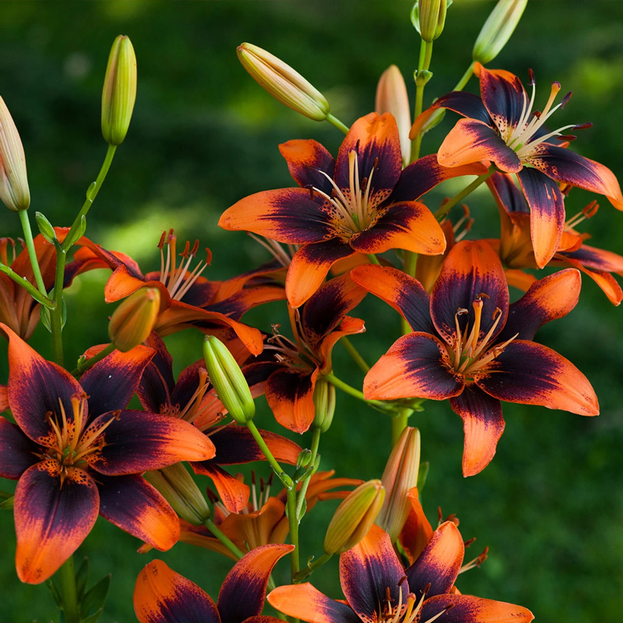 Lilium Twosome 5 Lilium Twosome - Image 3