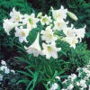Lilium White Heaven 16/18cm Tiger Lily -Plant Flower Store Lilium White Heaven 0002575 08132.1629814322
