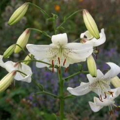 Lily White Twinkle Tiger Lily -Plant Flower Store Lilium White Twinkle 0011293 3 49038.1625064810