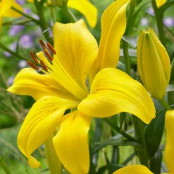 Lilium Yellow County Lily