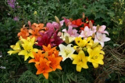 Lilium Dwarf Asiatic Mixed Lily 8 Lilium Dwarf Asiatic Mixed Lily -Plant Flower Store Lilium short stemmed Asiatic Lilies Mixed 85600.1647419079