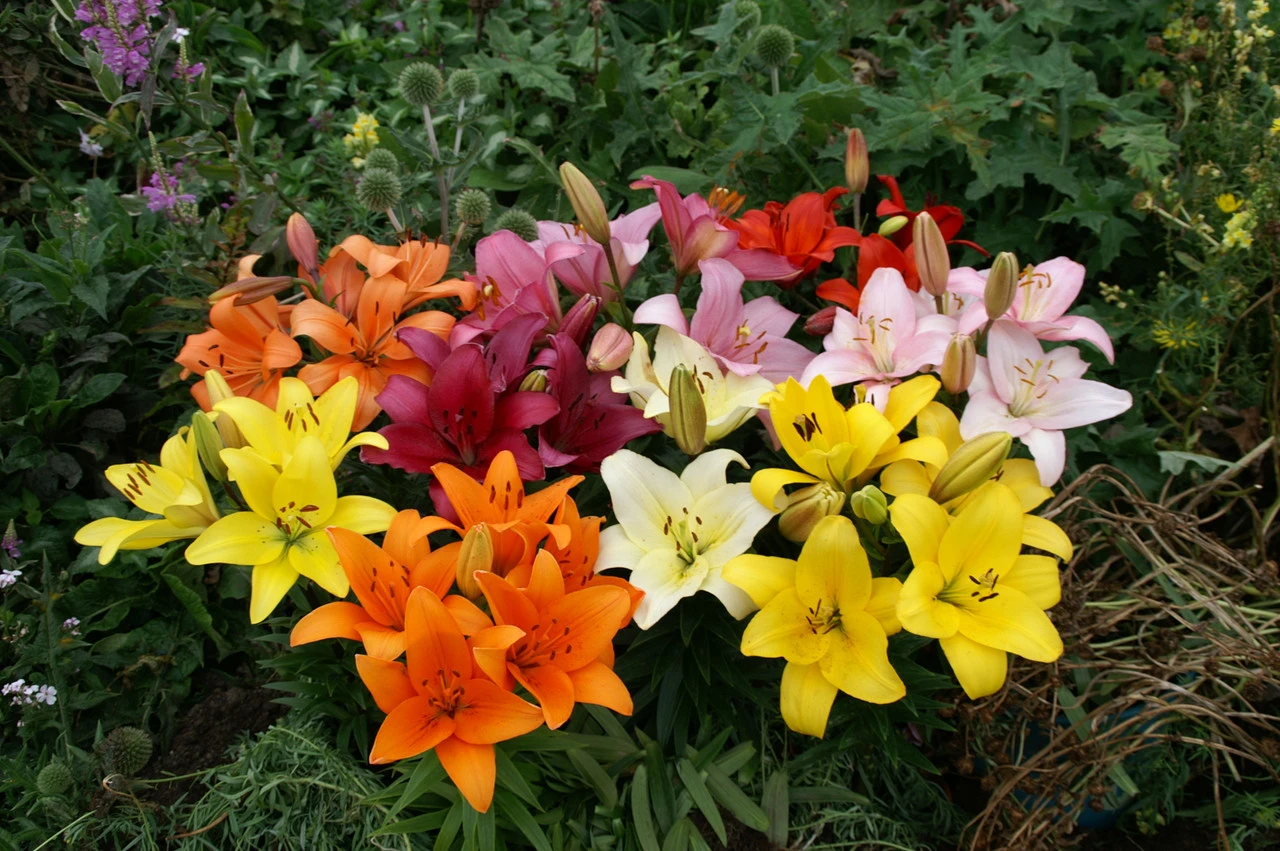 Lilium Dwarf Asiatic Mixed Lily 5 Lilium Dwarf Asiatic Mixed Lily - Image 3