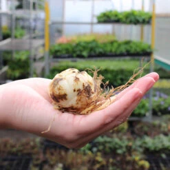 Lily Baferarri Lilium -Plant Flower Store Lily 14 16cm 74727.1640001810