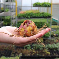 Lilium Regale Album 18/20cm Lily -Plant Flower Store Lily 18 20cm 76726.1631008749