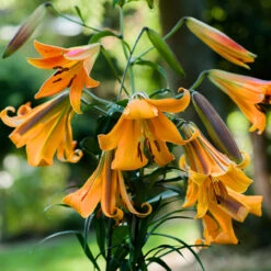 Lilium African Queen 18-20cm Lily 10 Lilium African Queen 18-20cm Lily -Plant Flower Store Lily African Queen 0001281 11525.1661508328