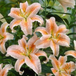 Lily Dwarf Oriental Collection Lilium 11 Lily Dwarf Oriental Collection Lilium -Plant Flower Store Lily Dwarf Oriental Collection 1022211 2 85180.1645632052