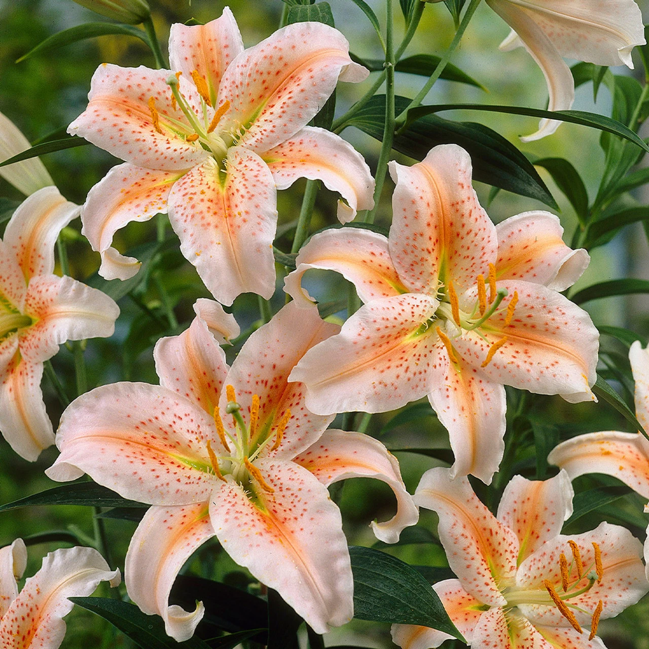 Lily Dwarf Oriental Collection Lilium 6 Lily Dwarf Oriental Collection Lilium - Image 4