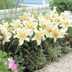 Lily Dwarf Oriental Collection Lilium 12 Lily Dwarf Oriental Collection Lilium -Plant Flower Store Lily Dwarf Oriental Collection 1022211 4 56742.1645632052