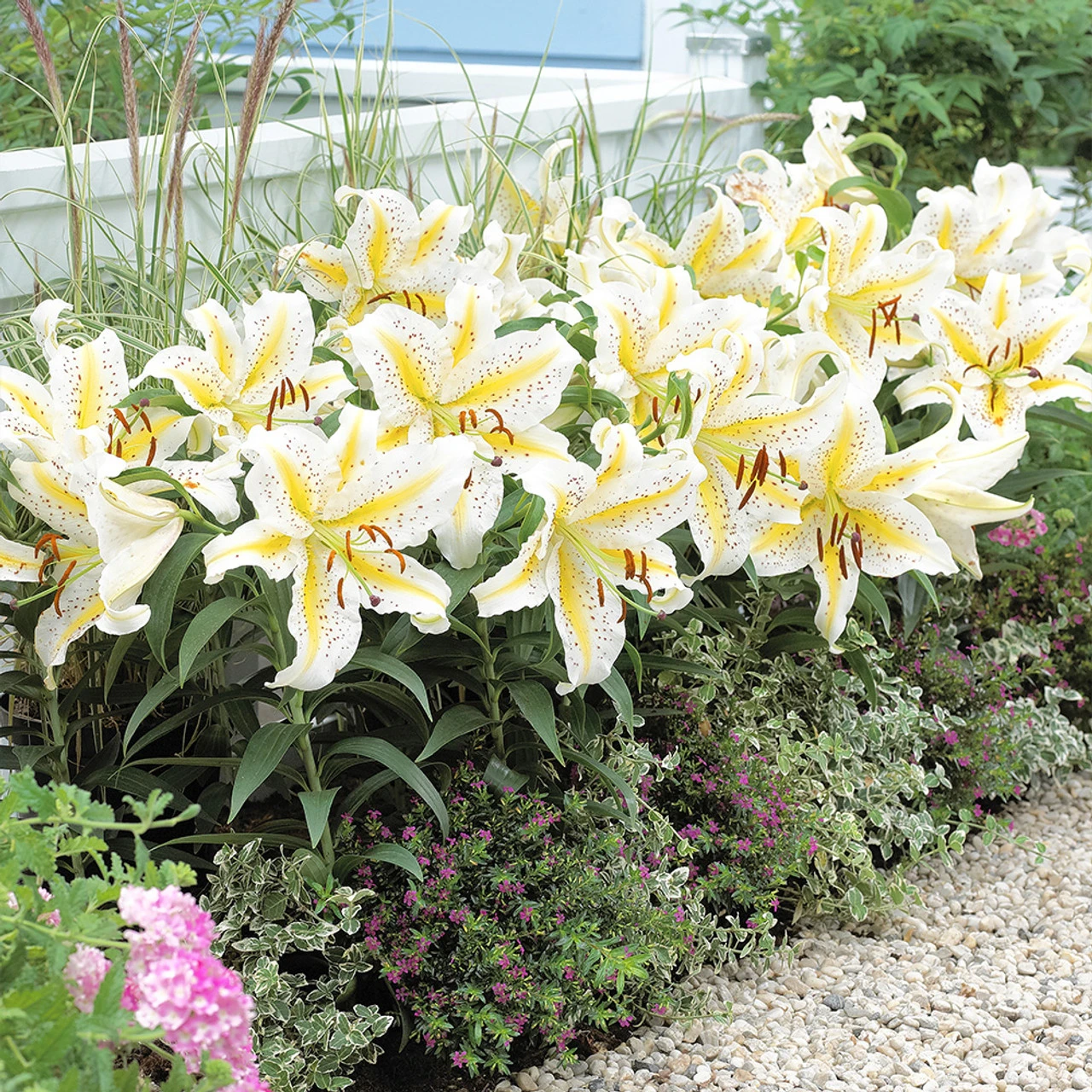 Lily Dwarf Oriental Collection Lilium 7 Lily Dwarf Oriental Collection Lilium - Image 5