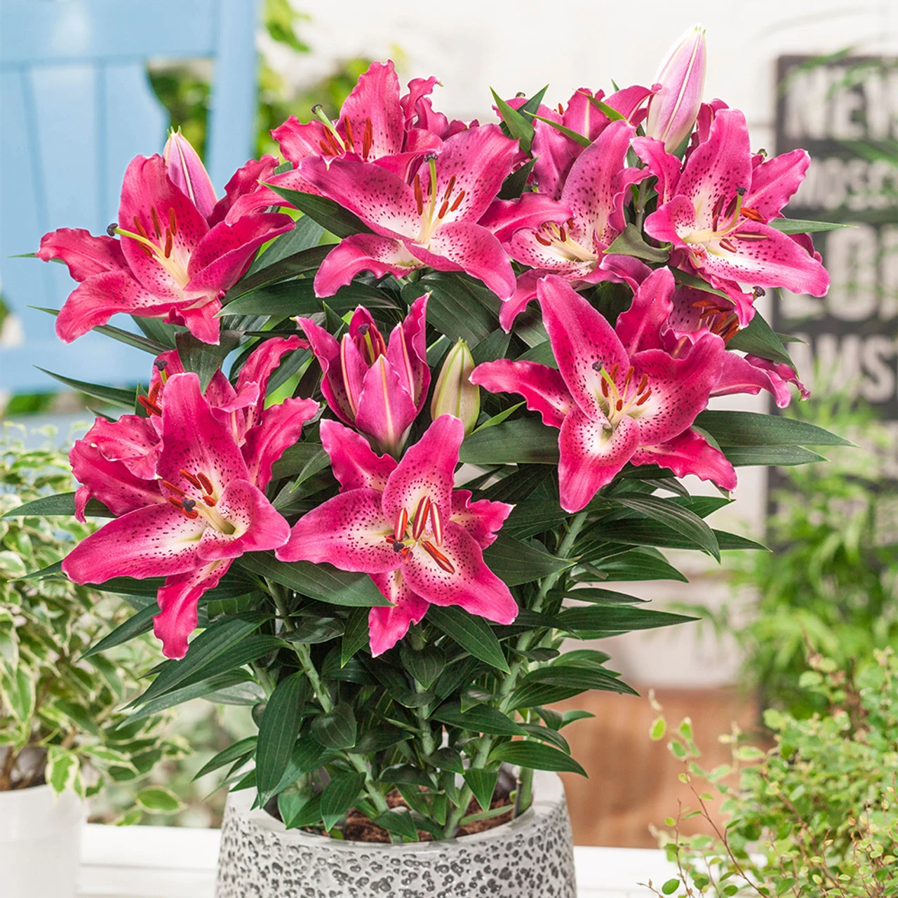 Lily Dwarf Oriental Collection Lilium 4 Lily Dwarf Oriental Collection Lilium - Image 2