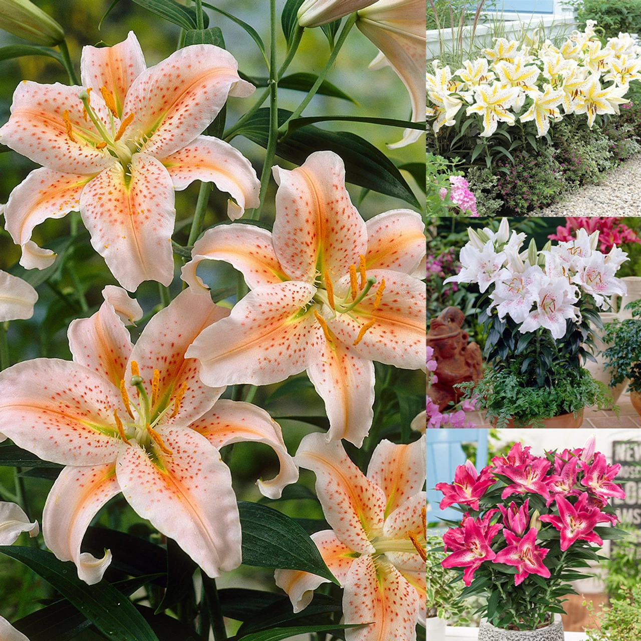 Lily Dwarf Oriental Collection Lilium 3 Lily Dwarf Oriental Collection Lilium