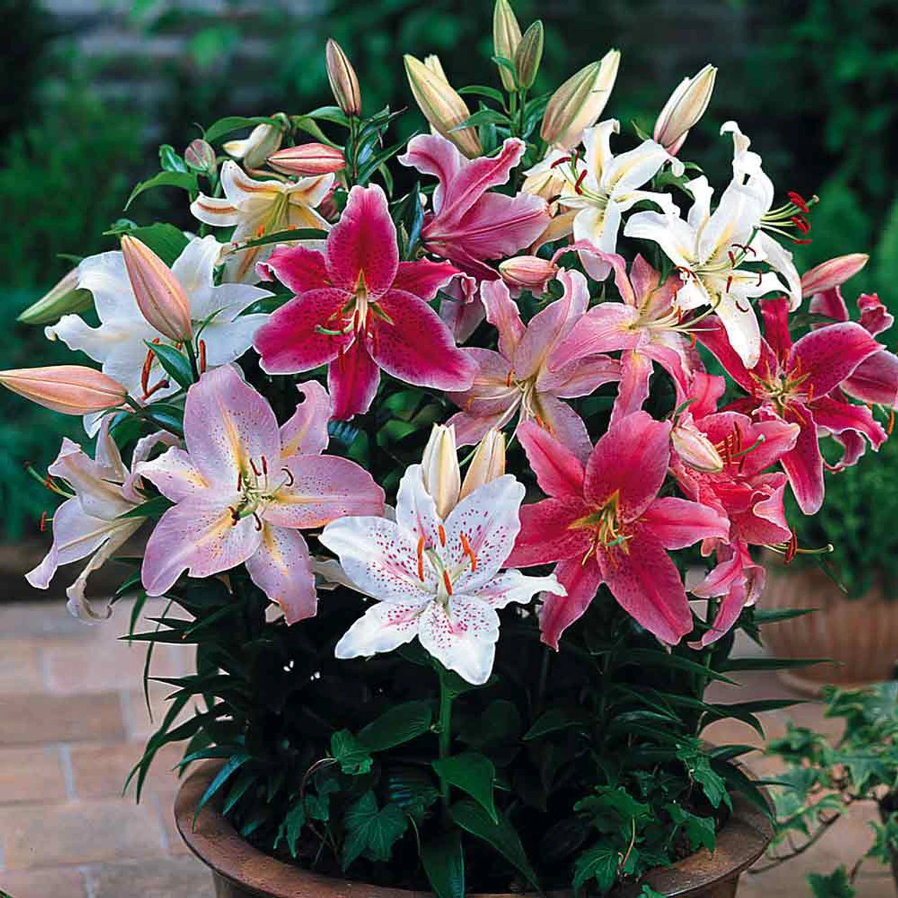 Lily Dwarf Oriental Mixed Lilium 4 Lily Dwarf Oriental Mixed Lilium - Image 2