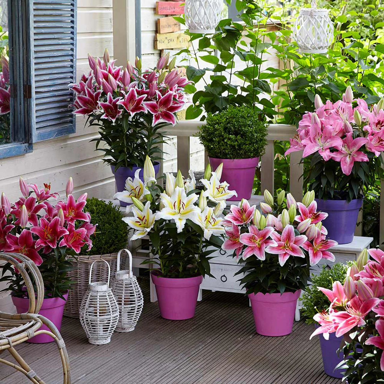 Lily Dwarf Oriental Mixed Lilium 3 Lily Dwarf Oriental Mixed Lilium