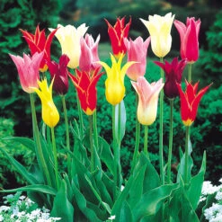 Lily Flowering Tulips Mixed (Saver Sized Bulbs) Tulipa -Plant Flower Store Lily Flowering Tulips 0000973 2 03684.1639997001