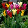 Tulip Lily Flowered Mixed Tulipa -Plant Flower Store Lily Flowering Tulips Top Sized 00003224 84414.1639996950