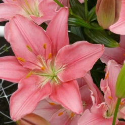 Lilium Foxtrot Lily 8 Lilium Foxtrot Lily -Plant Flower Store Lily Foxtrot 0007076 34783.1634049722