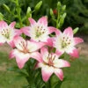 Lilium Levi Lily -Plant Flower Store Lily Levi 0013104 3 77504.1638264898