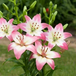 Lilium Levi Lily