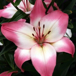 Lilium Levi Lily -Plant Flower Store Lily Levi 0013104 4 01860.1638813432