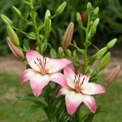 Lilium Levi Lily -Plant Flower Store Lily Levi 0013104 23761.1638813432
