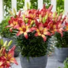 Lily Majestic Joy Lilium -Plant Flower Store Lily Majestic 0011543 48474.1641570118