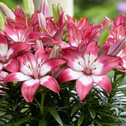 Lilium Perfect Joy 14/16 -Plant Flower Store Lily Perfect Joy 0010087 3 99860.1625495721