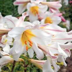 Lilium Regale 18-20cm Lily -Plant Flower Store Lily Regale 0001286 3 75090.1661508208