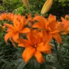 Lilium Scoubidou Tiger Lily -Plant Flower Store Lily Scoubidou 0013469 1 34451.1623344043