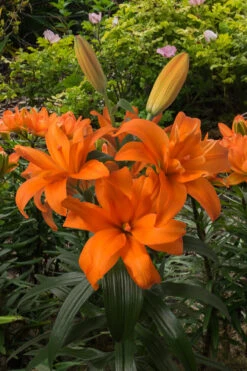 Lilium Scoubidou Tiger Lily