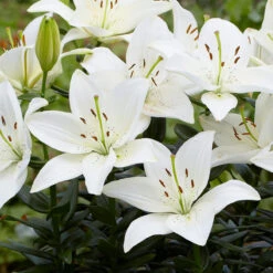 Lily Short Stemmed Collection -Plant Flower Store Lily Short Stemmed Collection 1014529 2 19952.1672912856