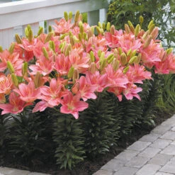 Lily Short Stemmed Collection -Plant Flower Store Lily Short Stemmed Collection 1014529 4 73890.1672912856