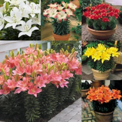 Lily Short Stemmed Collection