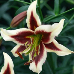 Lilium Beverly Dreams Lily