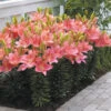 Lilium Foxtrot Lily -Plant Flower Store Lily foxtrot 0007076 3 48283.1634049722