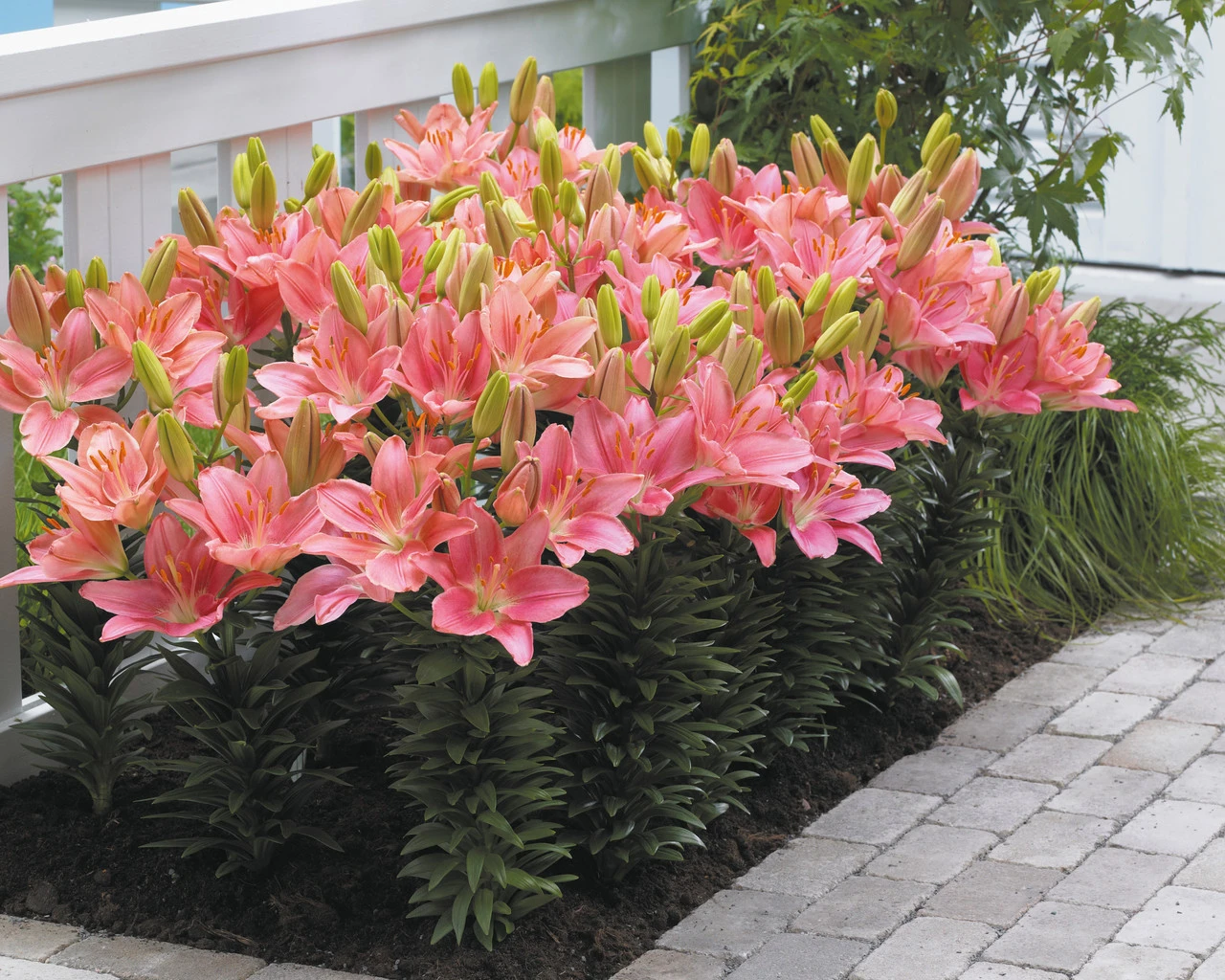 Lilium Foxtrot Lily 3 Lilium Foxtrot Lily