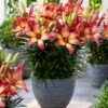 Lilium Majestic Joy 14/16 -Plant Flower Store Lily majestic joy 0010482 22465.1623343922