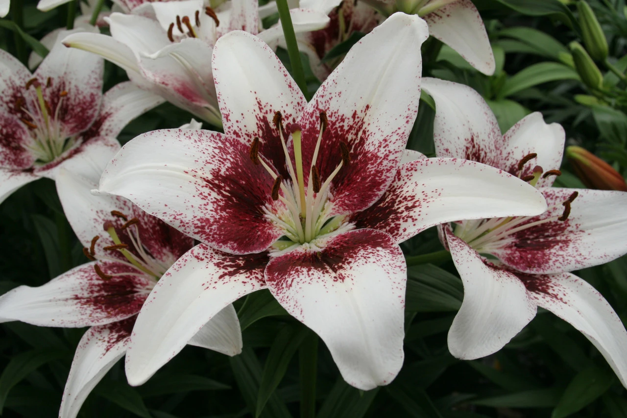 Lilium Tribal Kiss Lily 5 Lilium Tribal Kiss Lily - Image 3