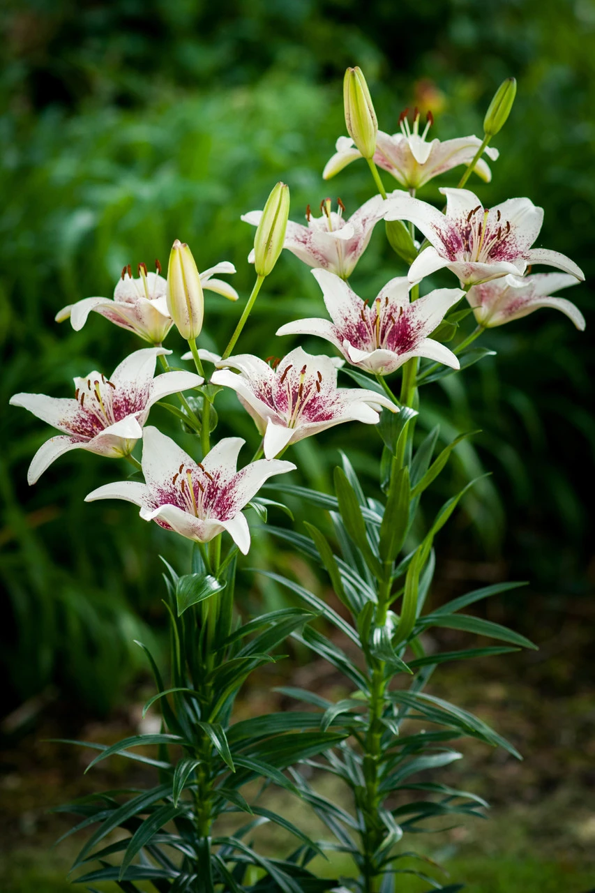 Lilium Tribal Kiss Lily 4 Lilium Tribal Kiss Lily - Image 2