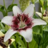 Lilium Tribal Kiss Lily -Plant Flower Store Lily tribal kiss 0013105 3 74887.1638266014