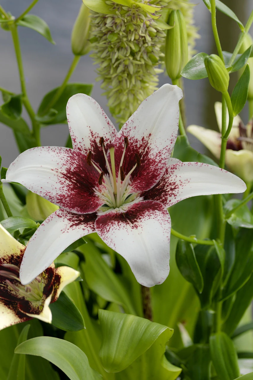 Lilium Tribal Kiss Lily 3 Lilium Tribal Kiss Lily