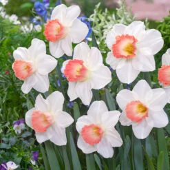 Marie Curie Daffodil Collection -Plant Flower Store Marie Curie Daffodil Collection 1022081 3 68128.1664529272