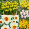 Marie Curie Daffodil Collection -Plant Flower Store Marie Curie Daffodil Collection 1022081 80742.1664529273