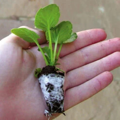 Viola Sorbet Orange Duet Pansy -Plant Flower Store Maxi Plug Plant 81719.1656412931