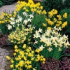 Mixed Botanical Narcissi 10/12cm Daffodil Botanical Mixed -Plant Flower Store Mixed Botanical Narcissi 10 12cm 0014245 60653.1662122758