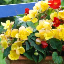 Begonia Multiflora Collection -Plant Flower Store Multiflora Collection 1015237 3 45252.1637336611